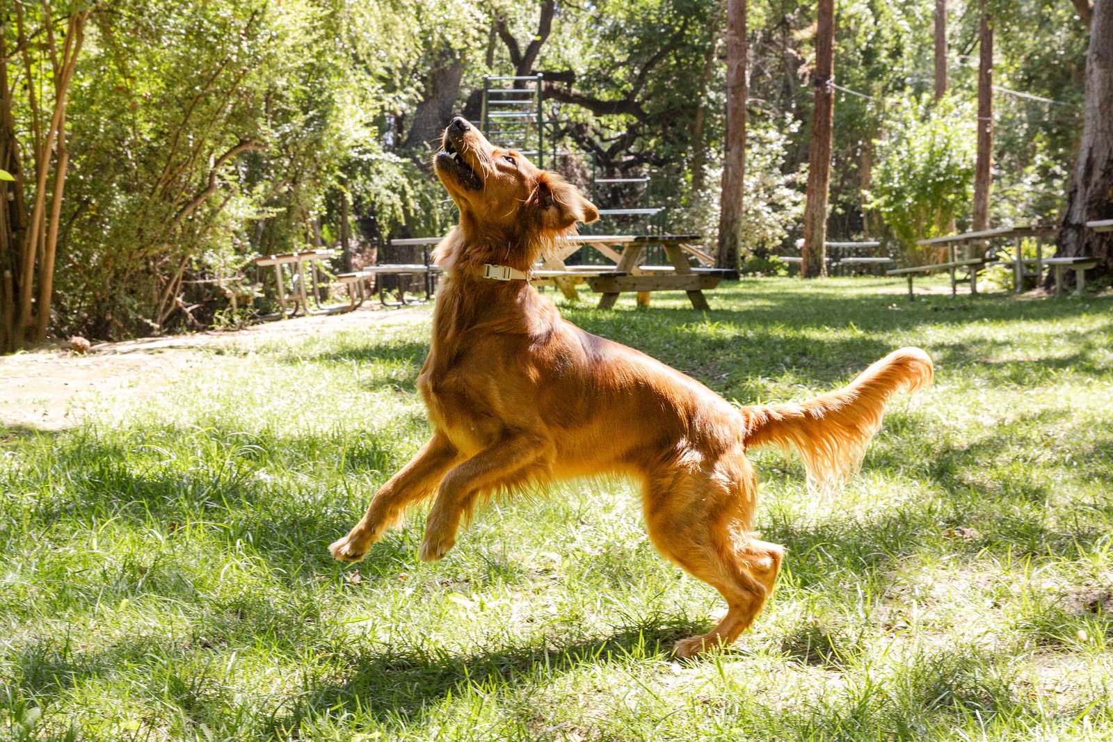 A golden retriever leaping in a sunny park