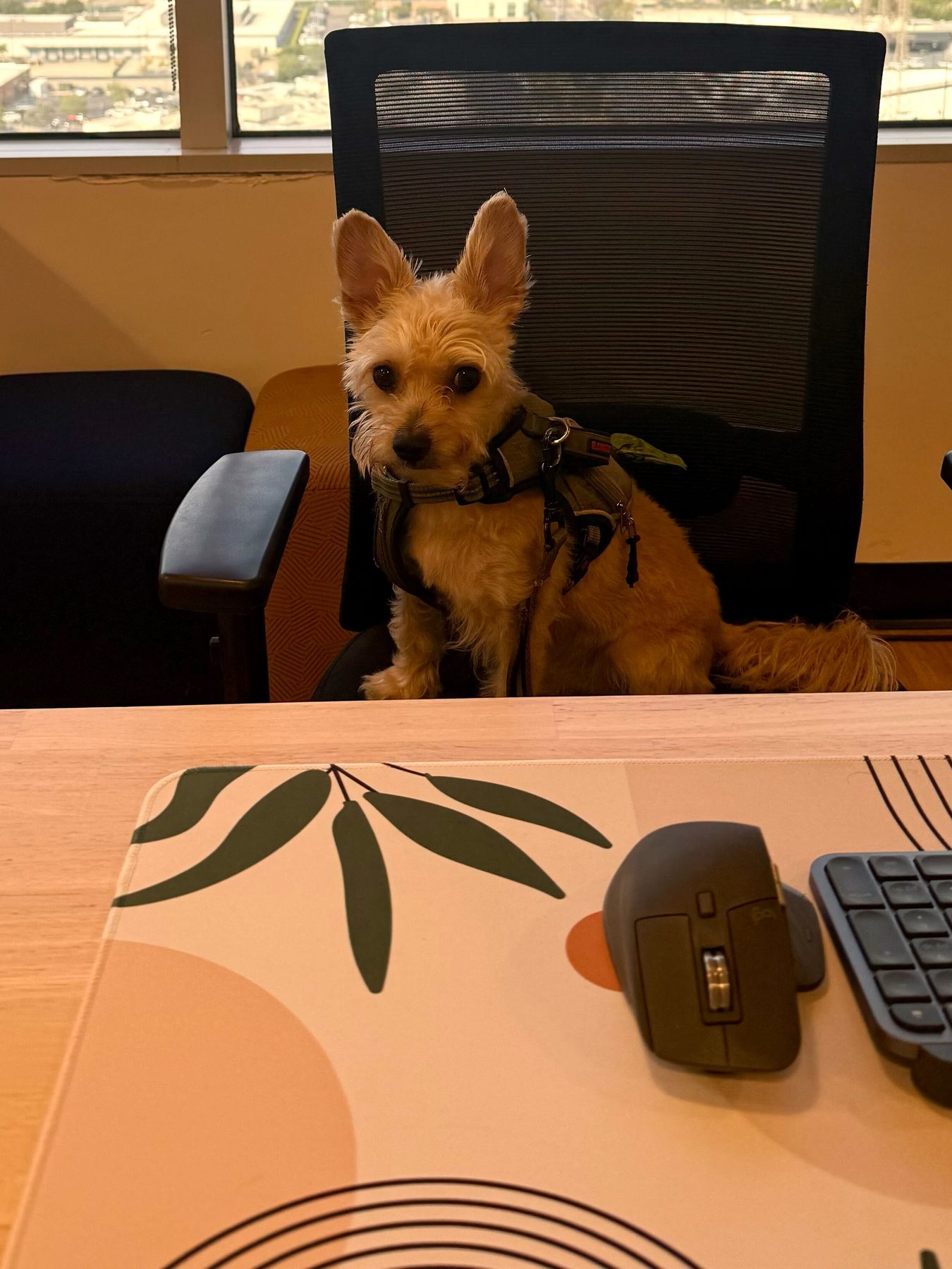A small dog sitting in an office chair at a Golden Pet Brands desk overlooking the city