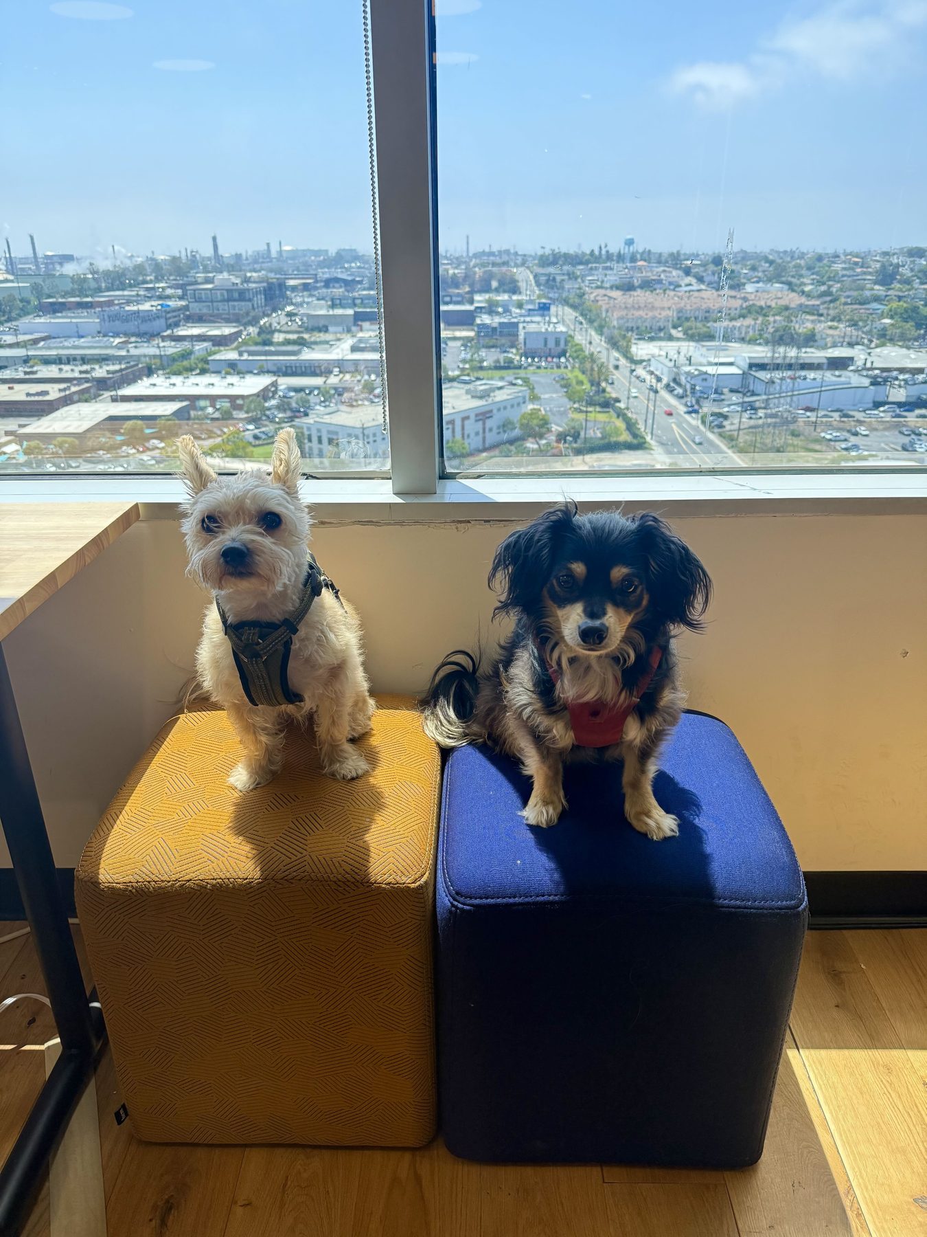 Two office dogs sitting on ottomans by the window at Golden Pet Brands