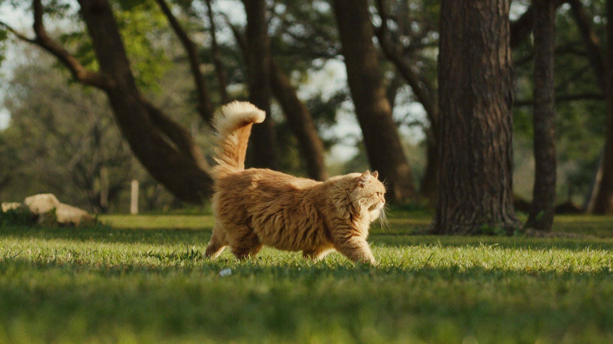A ginger cat walking outdoors in a sunny park