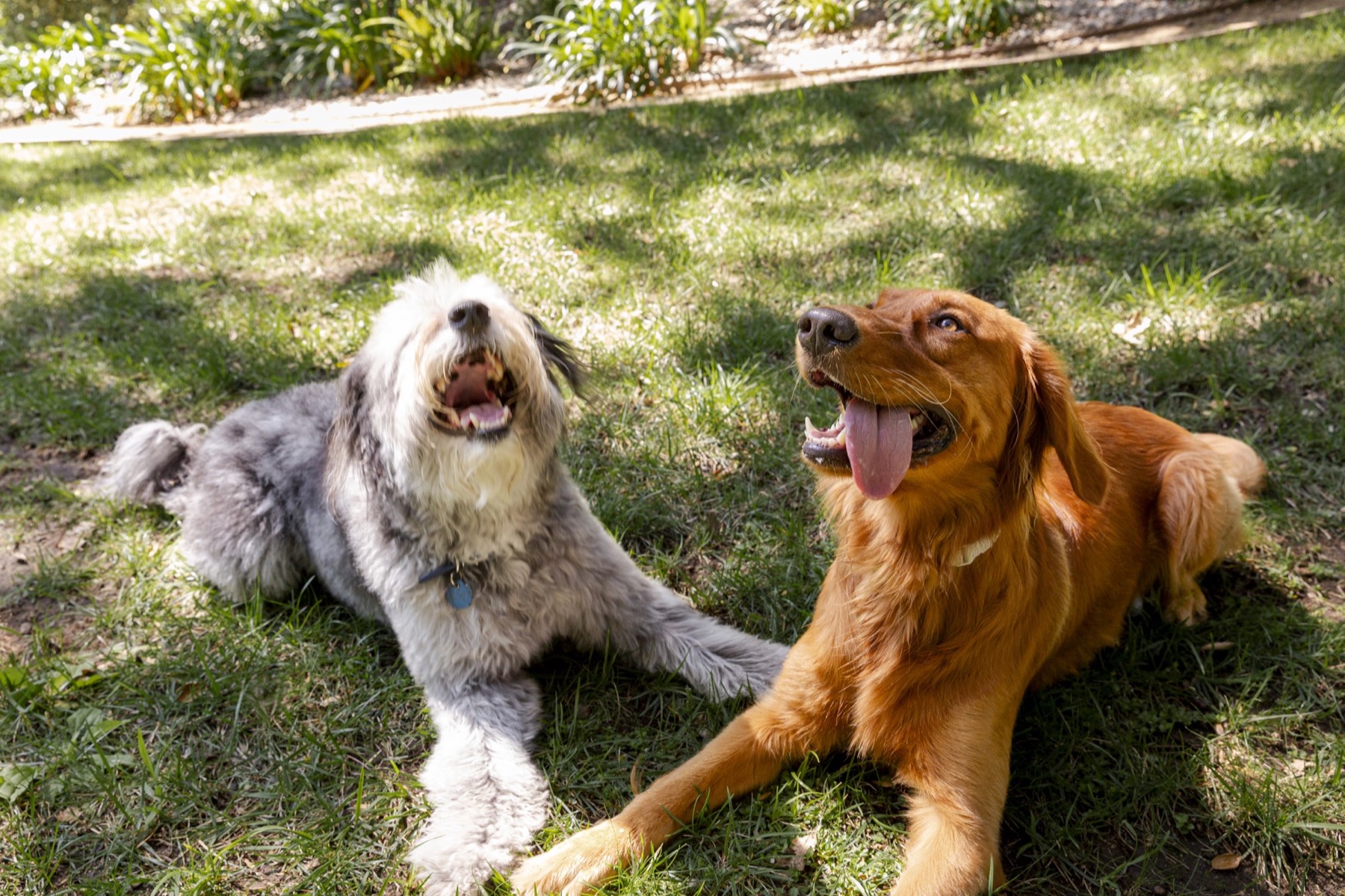Two dogs resting together in dappled sunlight