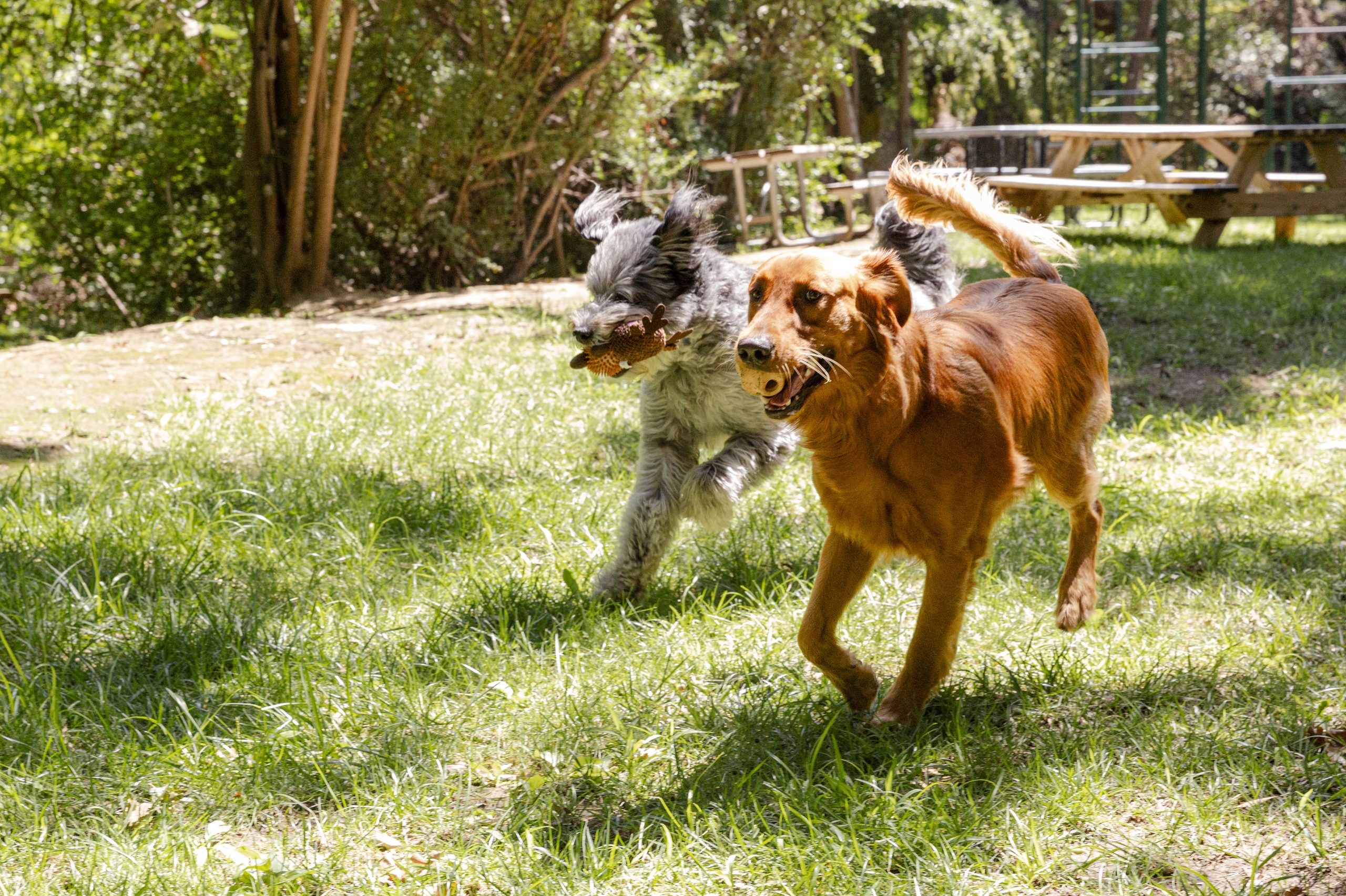 Two dogs playing together in a sunny park